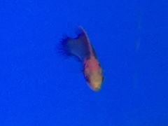 Cirrhilabrus solorensis