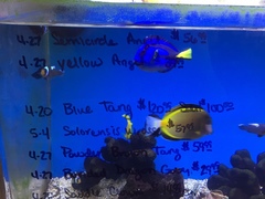 Cirrhilabrus solorensis