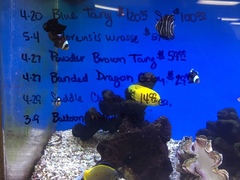 Cirrhilabrus solorensis