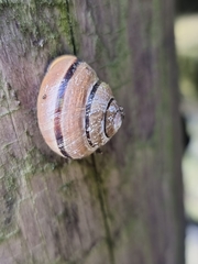 Cepaea nemoralis
