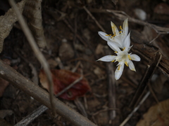 Pancratium triflorum