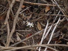 Pancratium triflorum