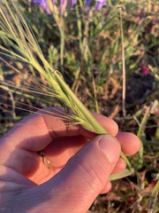 Aegilops triuncialis