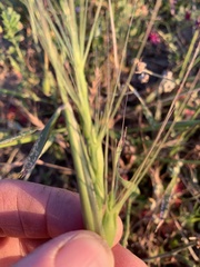 Aegilops triuncialis