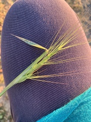 Aegilops triuncialis