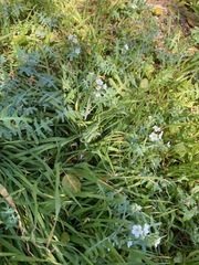 Pholistoma membranaceum