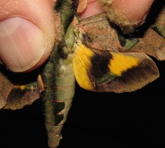 Eumorpha capronnieri