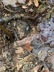Cortodera humeralis