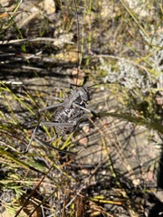 Hetrodes pupus pupus