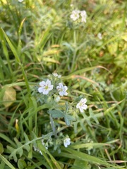 Pholistoma membranaceum