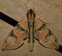 Eumorpha capronnieri