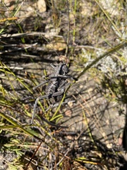Hetrodes pupus pupus