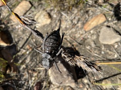 Hetrodes pupus pupus
