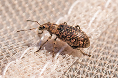 Polydrusus pilosus