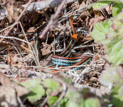 Thamnophis sirtalis tetrataenia