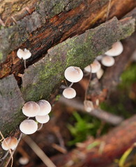 Mycena austrofilopes