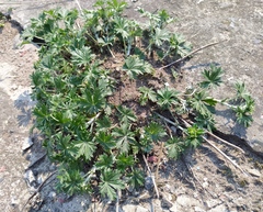 Potentilla argentea