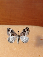 Xanthorhoe biriviata