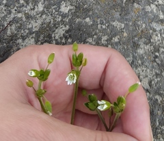 Cerastium holosteoides