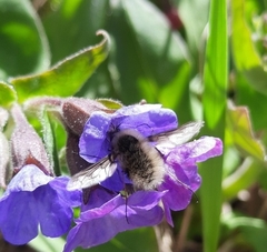 Bombylius cinerascens