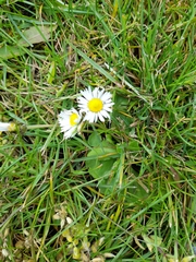 Bellis perennis