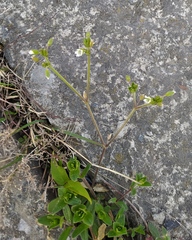 Cerastium holosteoides