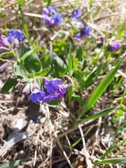 Bombylius cinerascens