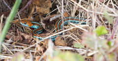 Thamnophis sirtalis tetrataenia