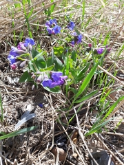 Bombylius cinerascens