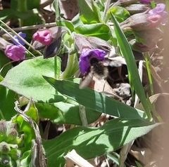 Bombylius cinerascens