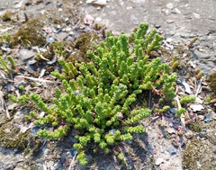 Sedum acre