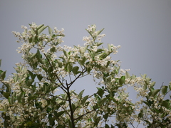 Lagerstroemia microcarpa