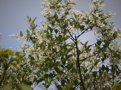 Lagerstroemia microcarpa