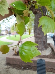 Platanus