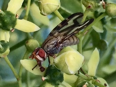 Otites lamed
