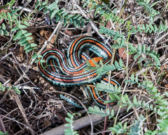 Thamnophis sirtalis tetrataenia