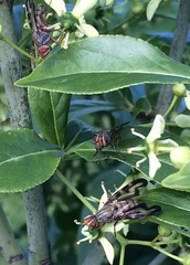 Otites lamed