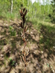Oenothera rubricaulis