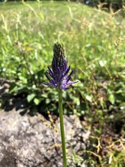 Phyteuma betonicifolium