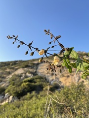 Lepechinia cardiophylla