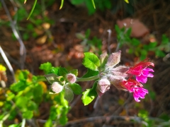 Teucrium divaricatum