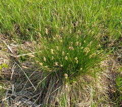 Carex