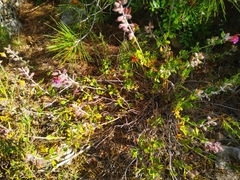 Teucrium divaricatum