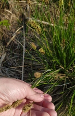 Carex