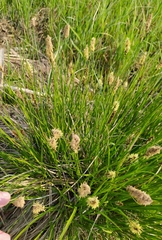 Carex