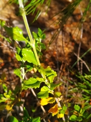 Teucrium divaricatum