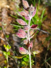 Teucrium divaricatum