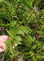 Filipendula ulmaria