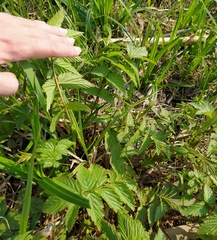 Filipendula ulmaria
