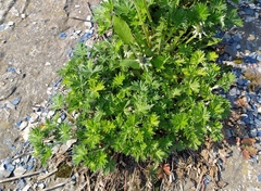 Potentilla argentea